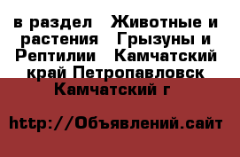  в раздел : Животные и растения » Грызуны и Рептилии . Камчатский край,Петропавловск-Камчатский г.